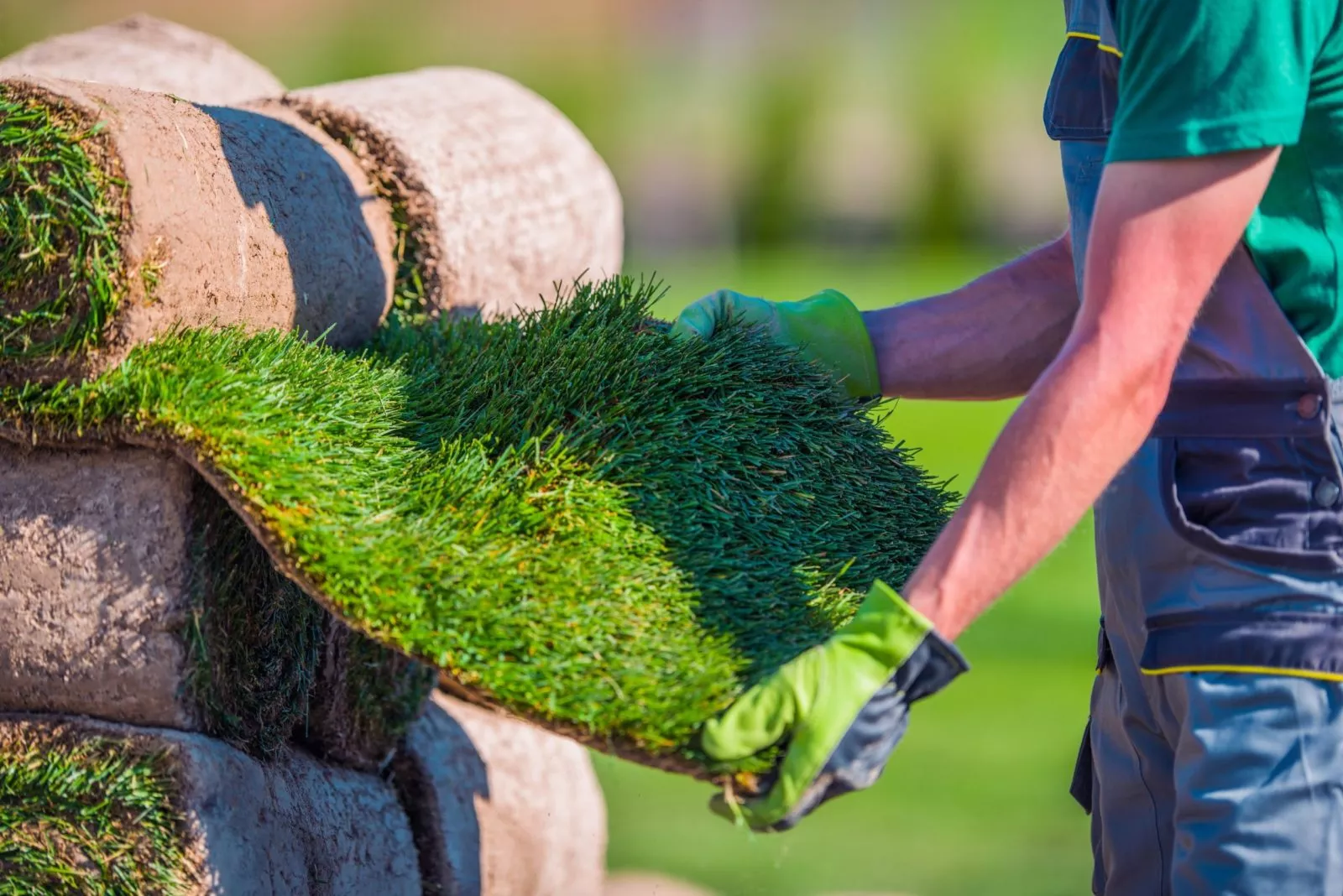 Как правильно посадить газонную траву своими руками